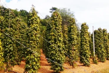 MALDIVES OF VIETNAM PHU QUOC ISLAND