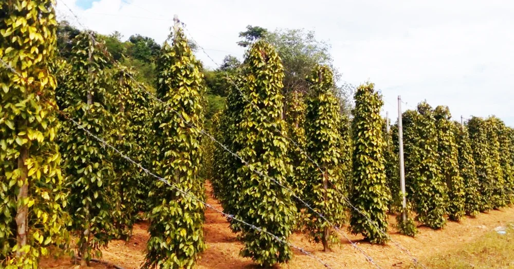 Phu Quoc MALDIVES OF VIETNAM PHU QUOC ISLAND